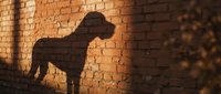Dog silhouette shadow cast on textured brick wall during golden hour sunlight creating dramatic contrast for pet photography and animal themes.