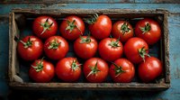 Fresh ripe red tomatoes in rustic wooden blue box, overhead view of organic produce arranged in vintage crate, farm fresh vegetables for cooking.