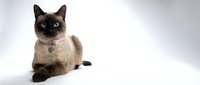 Siamese cat with dark points and light cream body sitting on white background, wearing pink collar, looking at camera with alert expression.