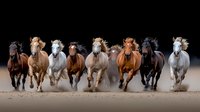 Herd of wild horses galloping across dusty terrain, showing different coat colors from black to white. Dynamic action shot captures power and freedom in motion.