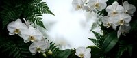 White orchid flowers with green fern leaves creating elegant natural frame on light background for spa wellness beauty botanical design projects.