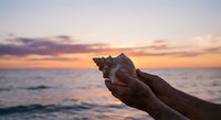 Hands holding large seashell against ocean sunset backdrop with purple and orange sky colors creating peaceful beach moment.