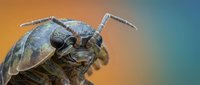 Brown marmorated stink bug macro photography showing detailed insect anatomy with antennae and shield-shaped body on colorful gradient background.
