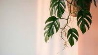 Hanging green plant with split leaves against soft pink and white gradient background, suitable for interior design, home decor, and botanical content.