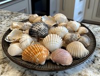 Collection of natural seashells in various sizes and colors arranged on dark ceramic plate against marble countertop, showcasing coastal beach treasures.