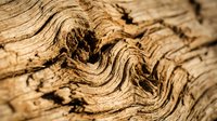 Closeup of weathered wood grain texture with natural cracks and aged patterns, suitable for backgrounds, design elements, and rustic material references.