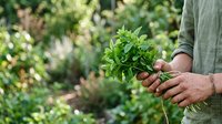 Farmer holding fresh green parsley bunch in garden with blurred foliage background, harvesting organic herbs for cooking and culinary use.