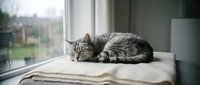 Tabby cat sleeping peacefully on a cozy blanket by a rainy window, capturing a calm and relaxing home atmosphere on a cloudy day.