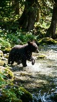 Young brown bear cub wading through shallow forest stream surrounded by moss-covered rocks and dense woodland, splashing in clear water during daytime outdoor adventure.