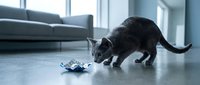 Black cat playing with toy mouse on polished floor in modern living room with gray sofa and bright windows, suitable for pet care and home decor content.