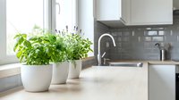 Fresh green herbs growing in white ceramic pots on modern kitchen counter near window with natural light and contemporary appliances in background.