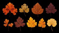 Autumn leaves collection in various shades of orange, gold, brown and red isolated on transparent background. Ready for t-shirt designs, clipart, stickers, sublimation and print-on-demand projects.