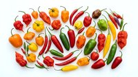 Colorful assortment of fresh hot chili peppers in various shapes and sizes arranged on white background. Spicy ingredients for cooking and seasoning.