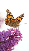 Painted lady butterfly with orange and brown patterned wings perched on vibrant purple flower cluster against white background, suitable for nature and wildlife design projects.