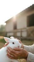 White rabbit held in hands of adult farmer at rural farm setting with barn in soft focus background, suitable for agriculture, animal care, and farming lifestyle content.