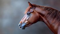 Majestic chestnut horse head profile against blurred background showcasing strong facial features, alert expression and glossy coat in dramatic lighting.
