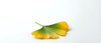 Single ginkgo biloba leaf with vibrant yellow and green gradient colors isolated on white background for natural health and wellness designs.