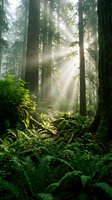 Sunlight streams through towering redwood trees illuminating lush fern undergrowth in misty old-growth forest, ideal for nature and environmental design projects.
