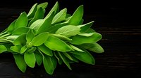 Fresh sage leaves bunch on dark wooden background, aromatic culinary herbs and spices composition for cooking and food styling.