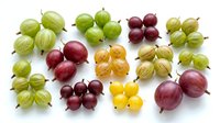 Assorted gooseberries and currants in green, red, and yellow varieties arranged on white background, isolated for culinary and food design projects.