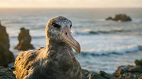 Large seabird with distinctive beak perched on rocky coastline during golden hour sunset with ocean waves and sea stacks in background for wildlife photography.