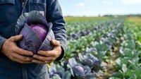 Farmer holding fresh red cabbage in hands over cultivated field with crop rows in background, representing organic agriculture, harvest season, and sustainable farming practices.
