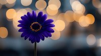Vibrant purple gerbera daisy flower against soft golden bokeh background creates dreamy romantic mood, macro photography with shallow depth of field.