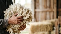 Farmer holding raw wool fleece in hands at rural farm, showcasing natural fiber for textile production and agricultural livestock management.