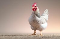 White speckled rooster with bright red comb standing proud on textured ground against soft beige background, dramatic studio lighting creates artistic farm animal portrait.