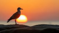 Seagull silhouette perched on rocky coastline during golden sunset over ocean horizon. Peaceful bird watching scene for nature and wildlife photography.