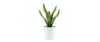 Small snake plant in white ceramic pot isolated on clean background for home decor and interior design projects.
