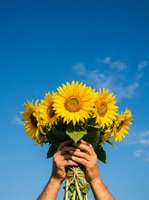 Hands holding vibrant sunflower bouquet against clear blue sky, featuring bright yellow blooms with green stems and leaves. Perfect for nature, happiness, gift, and seasonal themes.
