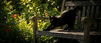 Black cat stretching on wooden bench in sunlit garden with blooming flowers and green foliage, outdoor pet relaxation scene.