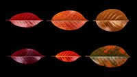 Autumn leaves in various shades of red, orange, and brown isolated on transparent background. Ready for clipart, t-shirt design, stickers, sublimation, and print-on-demand projects.