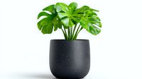 Monstera deliciosa plant with bright green leaves in modern black ceramic pot on white background, isolated decorative houseplant for interior design.