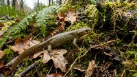 Small lizard camouflaged among autumn leaves and moss in natural forest habitat. Wildlife photography showcasing reptile adaptation and woodland ecosystem.