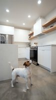 Modern white kitchen interior with concrete floors and wooden shelves featuring small dog companion for home design inspiration.
