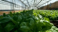 Green leafy vegetables growing in modern hydroponic greenhouse system with natural sunlight through glass roof, sustainable agriculture and organic farming method.