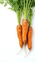Fresh organic carrots with green tops isolated on white background for healthy cooking and nutrition concepts.