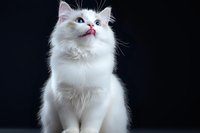 Majestic white Persian cat with blue eyes sitting against dark background, looking up with curious expression and fluffy fur coat illuminated by studio lighting.