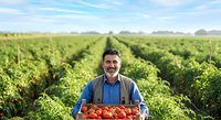 Farmer holding crate of ripe tomatoes in vegetable field during harvest season, agricultural worker in blue shirt and vest standing among green crops.