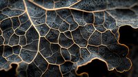 Decaying leaf skeleton showing intricate natural vein pattern in dark tones with copper highlights. Macro photography reveals delicate organic texture and cellular structure.
