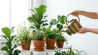 Woman watering collection of green houseplants in terracotta pots on wooden shelf by bright window, indoor gardening and plant care routine.