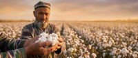 Elderly Middle Eastern farmer holding fresh cotton bolls in vast cotton field during golden hour sunset harvest season showcasing agricultural abundance and farming tradition.