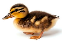 Baby mallard duckling with brown and yellow striped feathers standing on white background, isolated studio portrait showing detailed plumage and orange feet.
