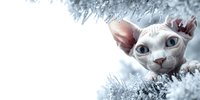 Adorable hairless sphynx cat with bright blue eyes nestled in silver tinsel garland on white background, perfect for holiday greeting cards and festive designs.