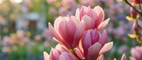 Delicate pink magnolia blossoms with soft petals in full bloom during springtime, featuring vibrant floral details and natural garden background for botanical and seasonal designs.