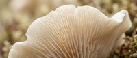 Fresh oyster mushroom with delicate gills growing in natural forest environment, showcasing organic texture and earthy tones for culinary and nature themes.