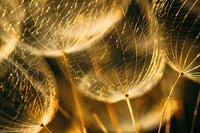 Delicate dandelion seeds illuminated in golden light create dreamy macro photography with soft focus and natural bokeh effect, capturing nature's ethereal beauty.
