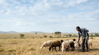 Shepherd with flock of sheep grazing in vast grassland landscape. Male herder wearing casual clothing tending livestock in open pastoral field during daytime.